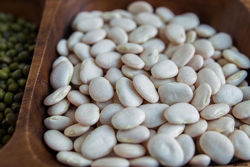 How to Grow Lima and Butter Beans in the Garden