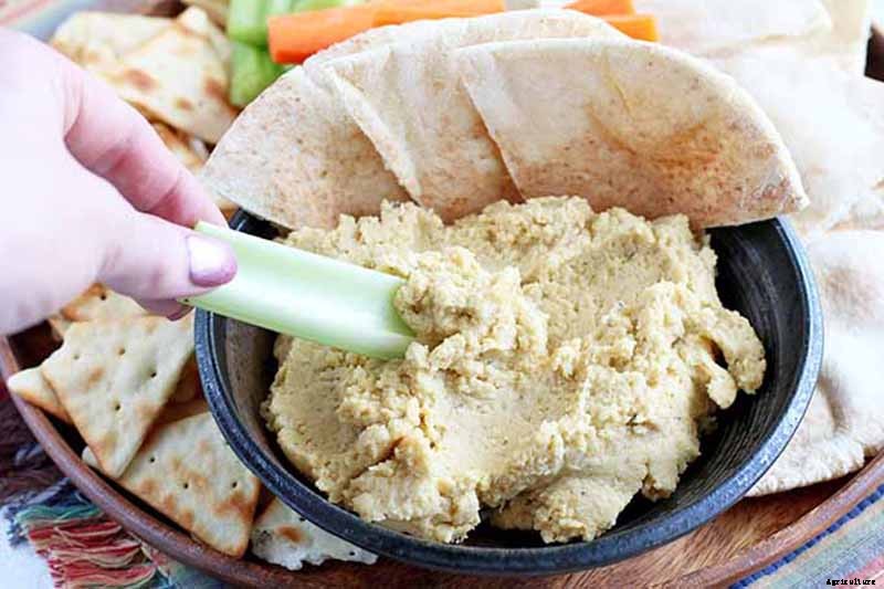 How to Grow Lima and Butter Beans in the Garden