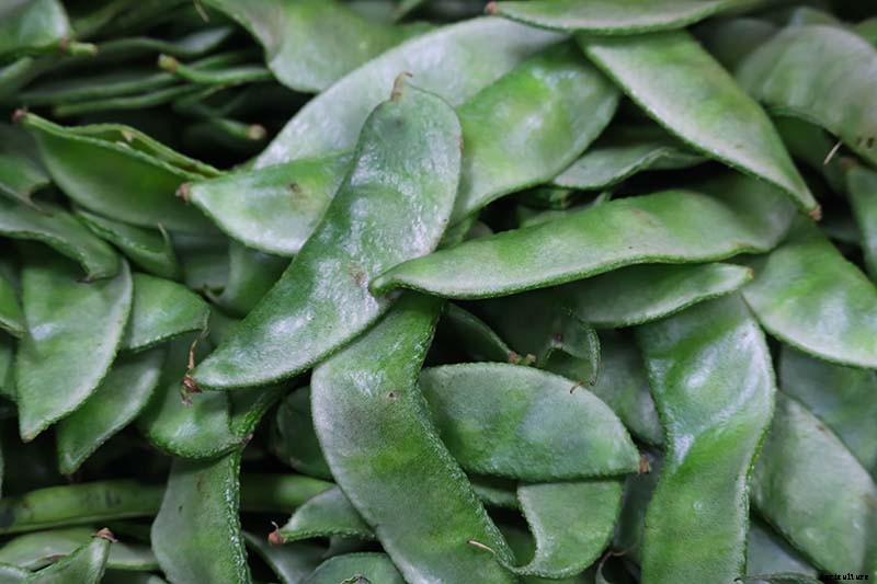 How to Grow Lima and Butter Beans in the Garden