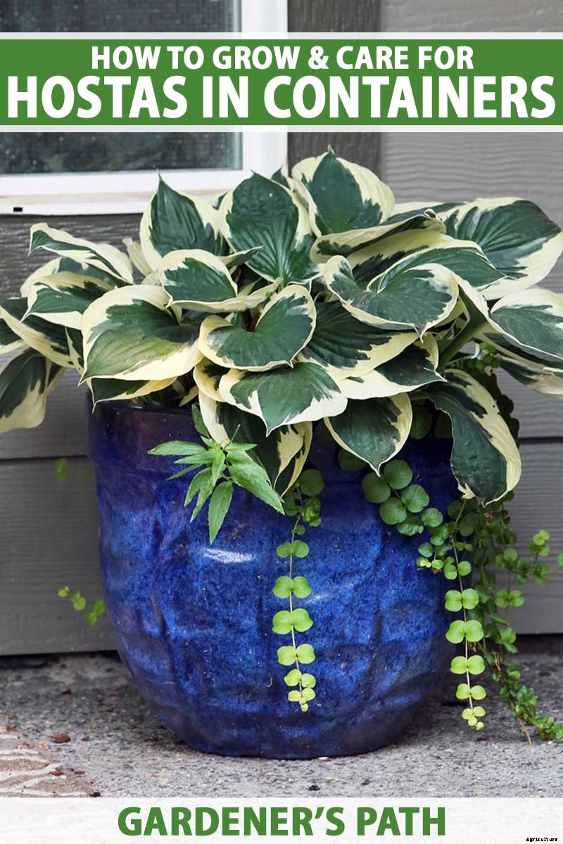 How to Grow Hostas in Containers