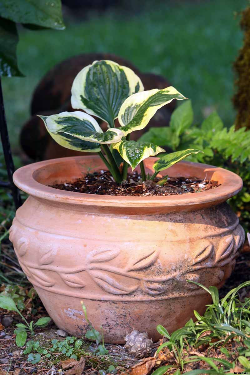 How to Grow Hostas in Containers