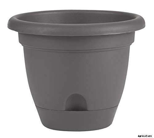 How to Grow Hostas in Containers