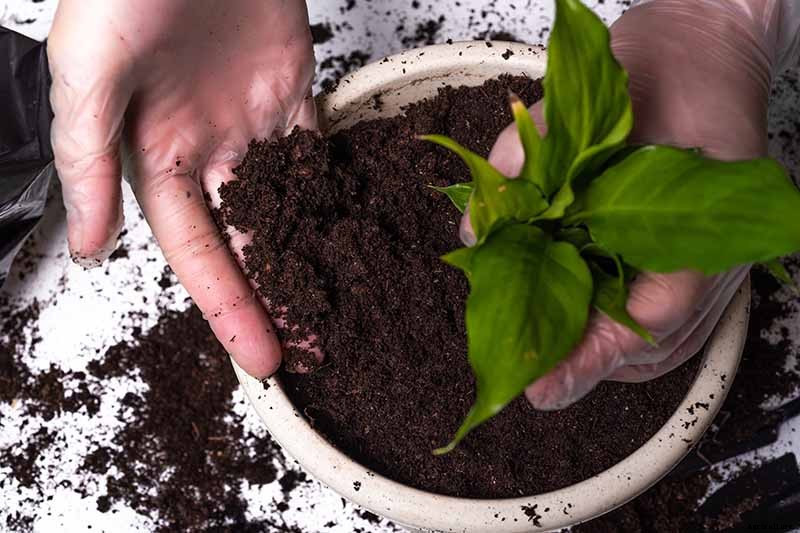 How to Grow Hostas in Containers