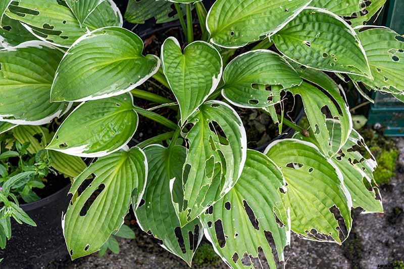 How to Grow Hostas in Containers
