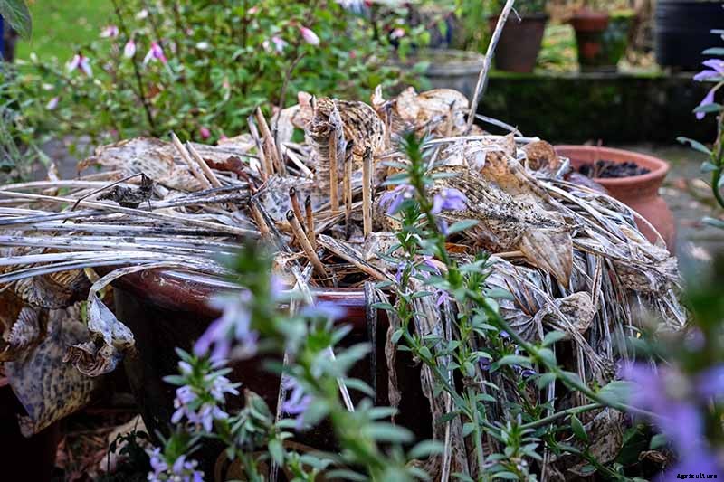 How to Grow Hostas in Containers