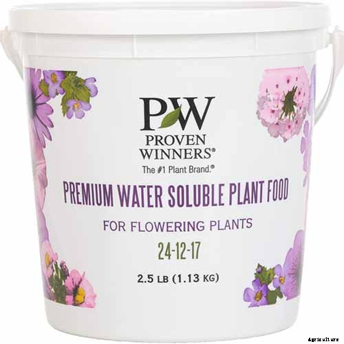 How to Grow Hostas in Containers