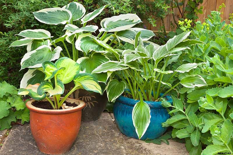 How to Grow Hostas in Containers