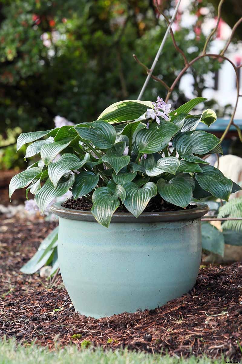 How to Grow Hostas in Containers