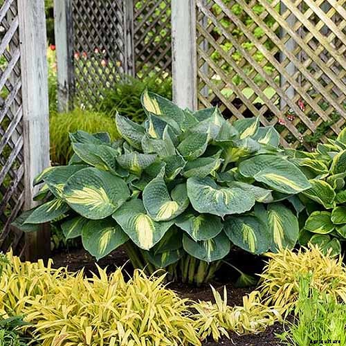 How to Grow Hostas in Containers