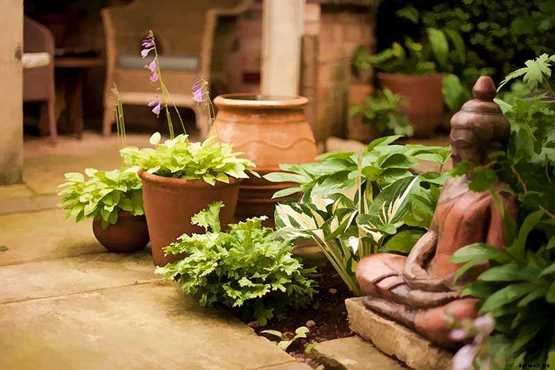 How to Grow Hostas in Containers