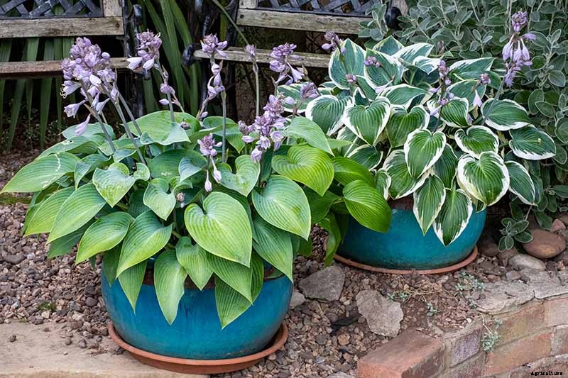 How to Grow Hostas in Containers