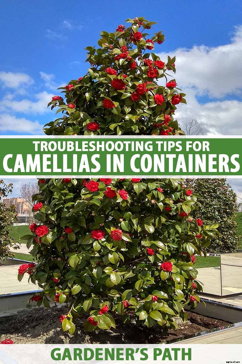 Troubleshooting Tips for Growing Camellias in Containers