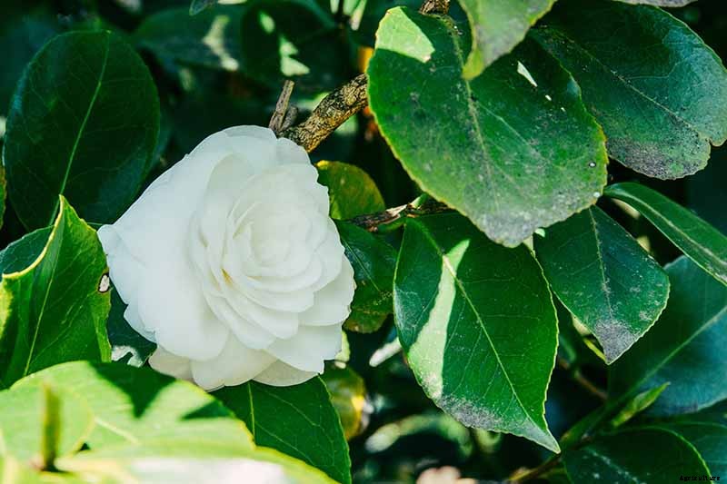 Troubleshooting Tips for Growing Camellias in Containers