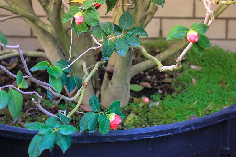Troubleshooting Tips for Growing Camellias in Containers