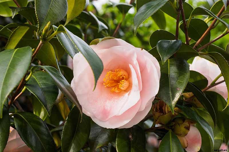 Troubleshooting Tips for Growing Camellias in Containers