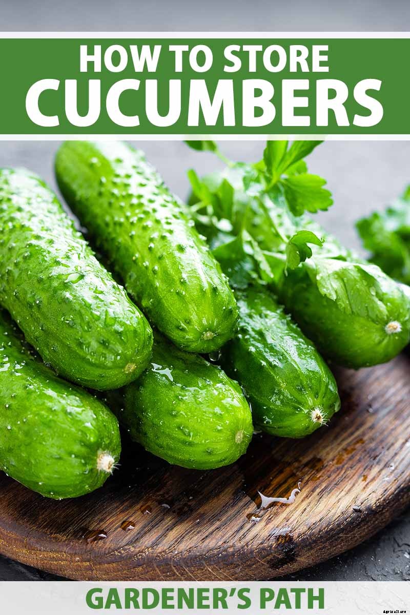 How to Store Homegrown Cucumbers for Maximum Freshness and Long-Term Use