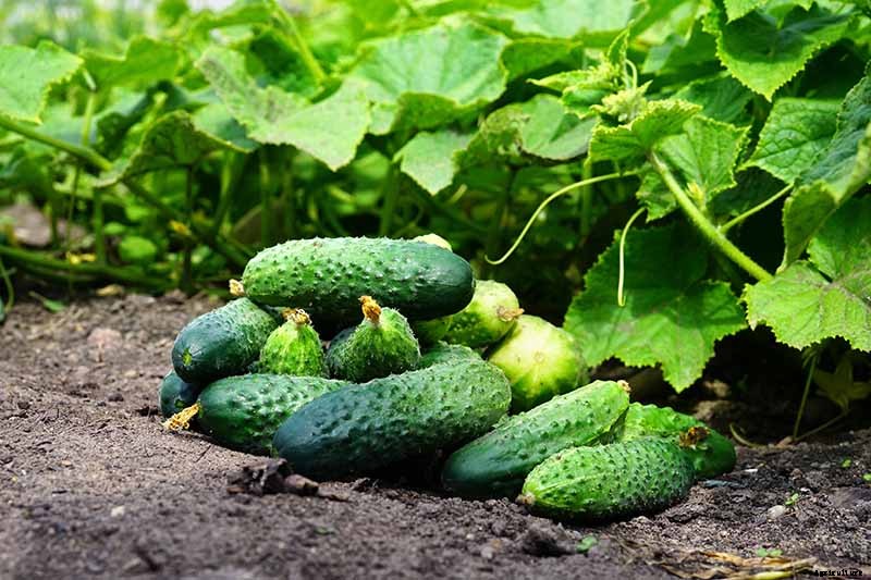 How to Store Homegrown Cucumbers for Maximum Freshness and Long-Term Use