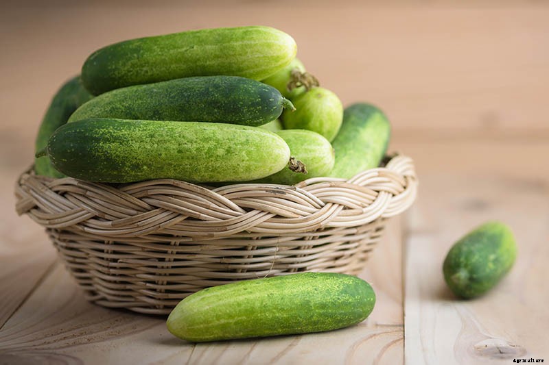 How to Store Homegrown Cucumbers for Maximum Freshness and Long-Term Use