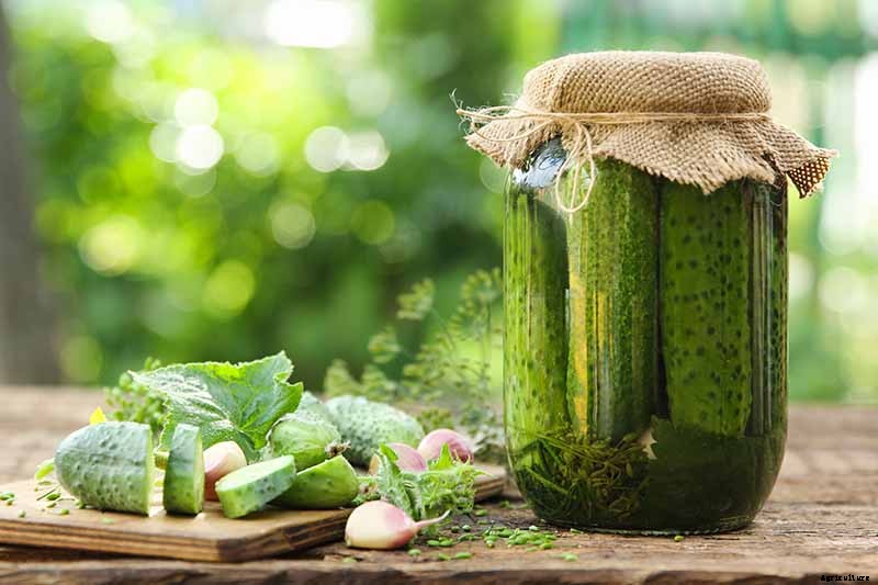 How to Store Homegrown Cucumbers for Maximum Freshness and Long-Term Use