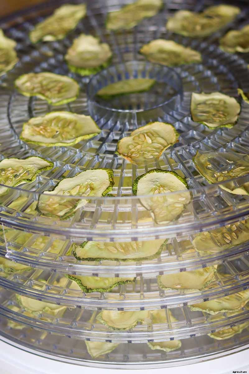 How to Store Homegrown Cucumbers for Maximum Freshness and Long-Term Use