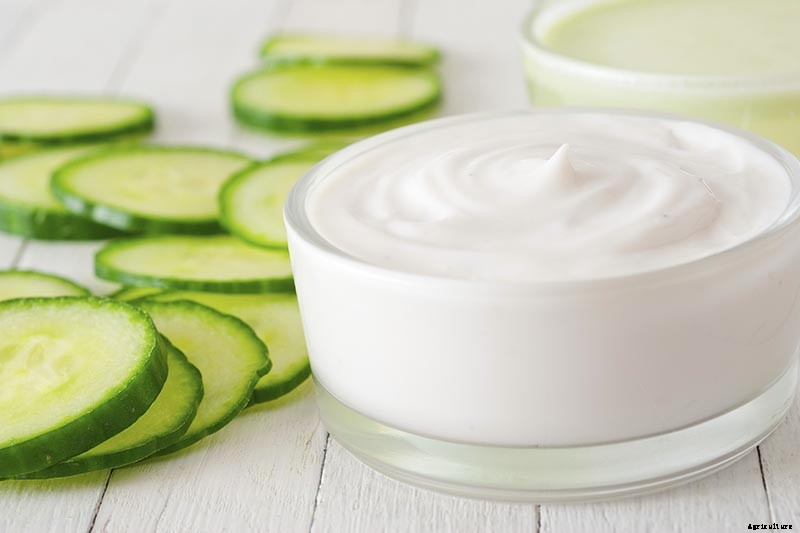 How to Store Homegrown Cucumbers for Maximum Freshness and Long-Term Use