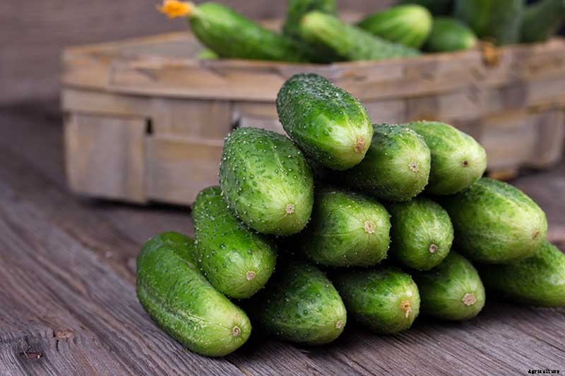 How to Store Homegrown Cucumbers for Maximum Freshness and Long-Term Use