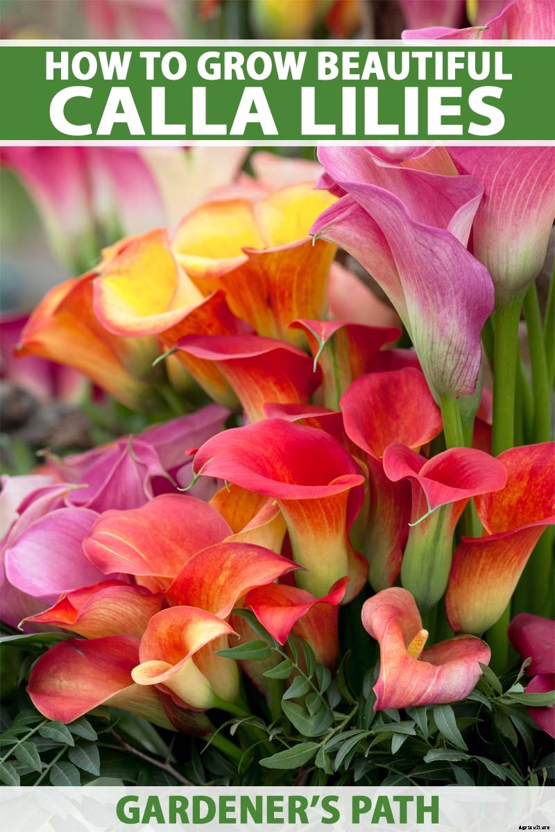 How to Grow Calla Lilies for Easy Sophistication