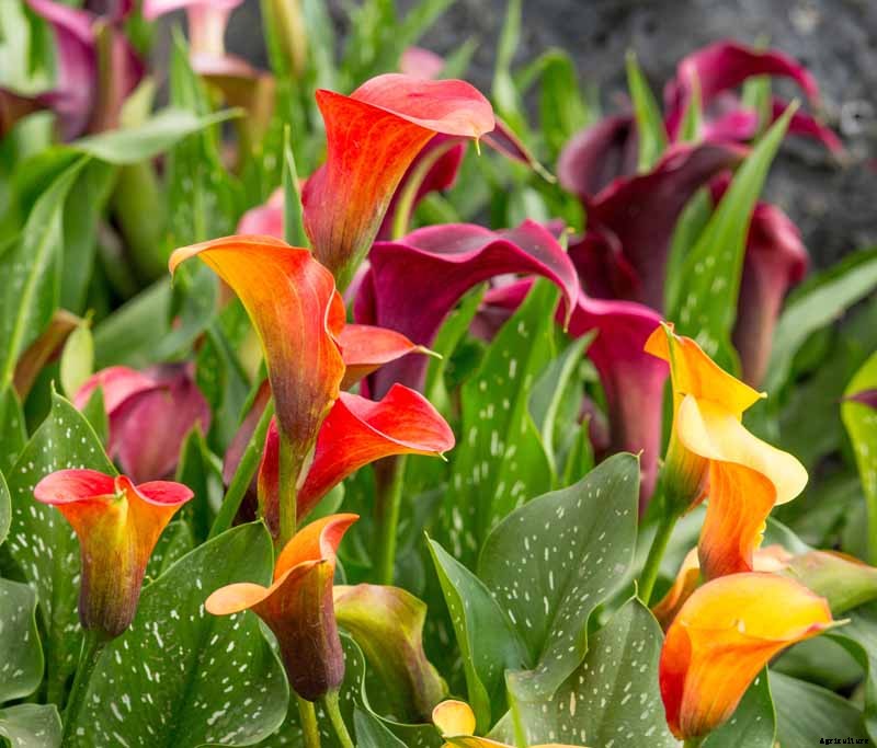 How to Grow Calla Lilies for Easy Sophistication