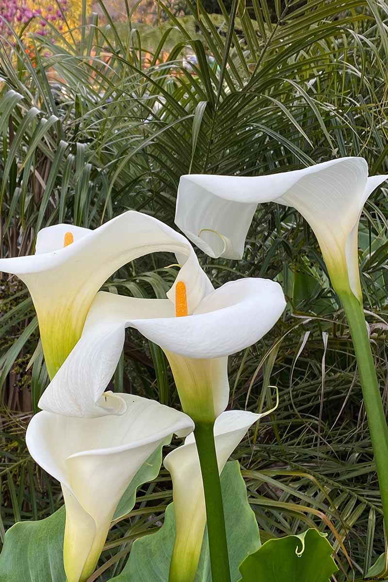 How to Grow Calla Lilies for Easy Sophistication