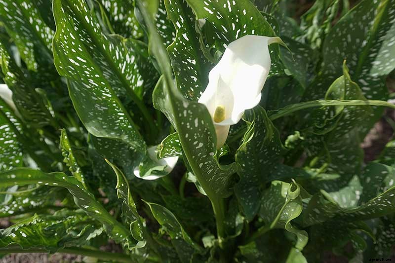 How to Grow Calla Lilies for Easy Sophistication