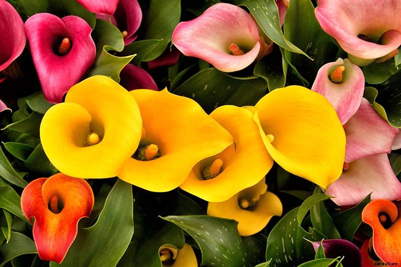 How to Grow Calla Lilies for Easy Sophistication