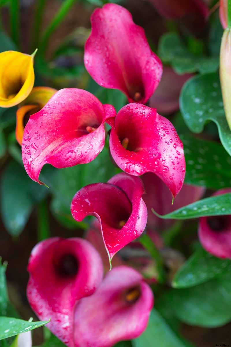 How to Grow Calla Lilies for Easy Sophistication