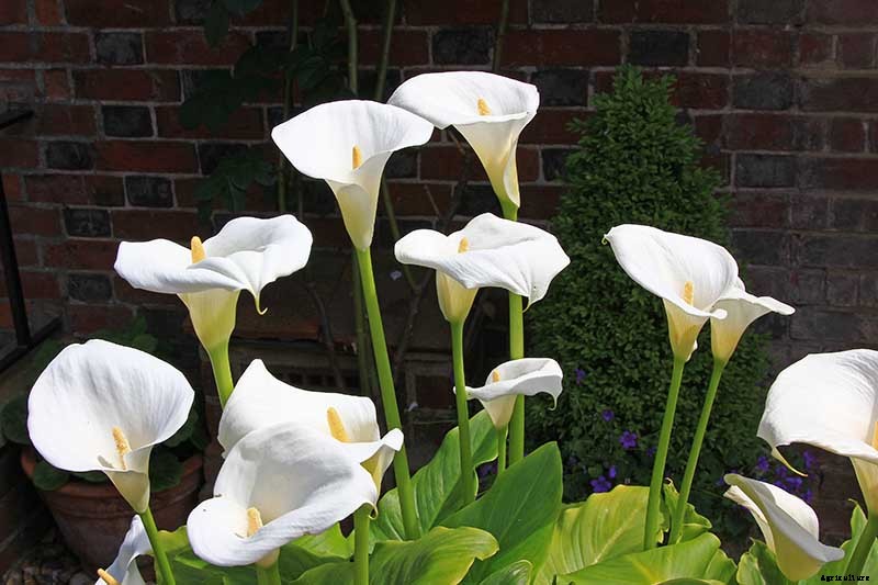 How to Grow Calla Lilies for Easy Sophistication