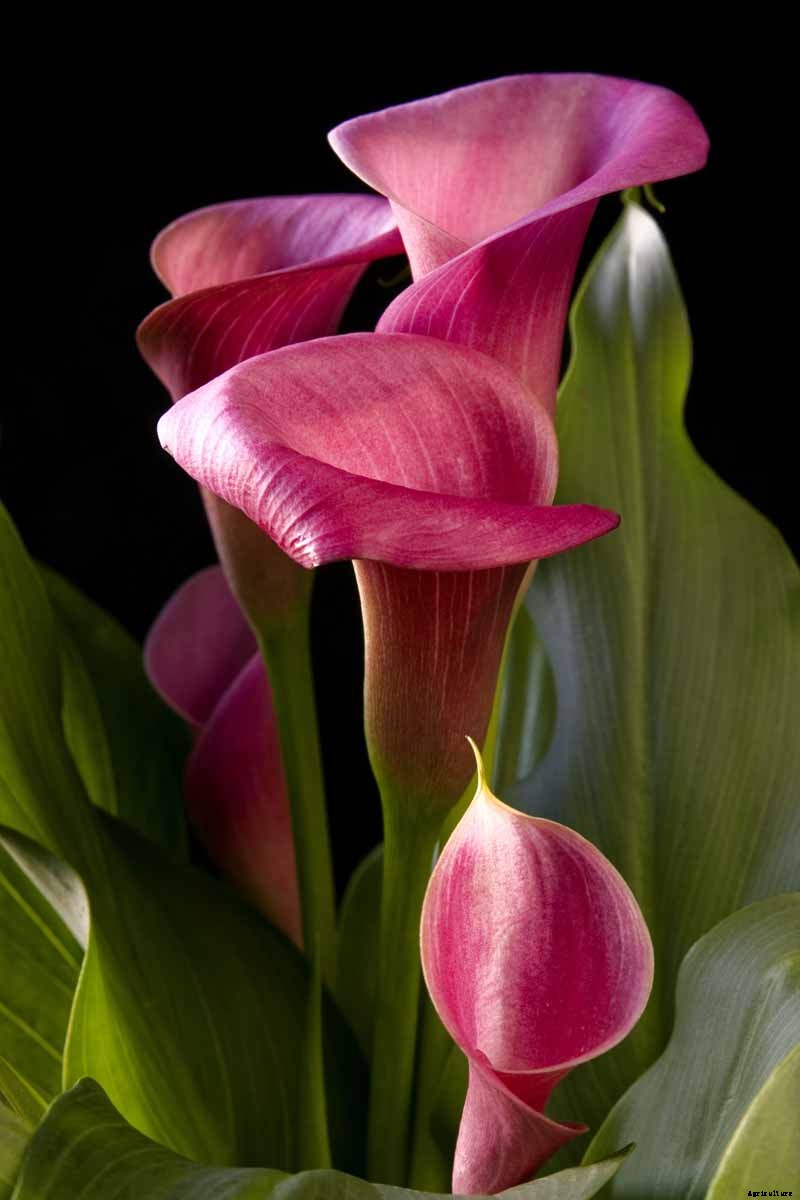 How to Grow Calla Lilies for Easy Sophistication