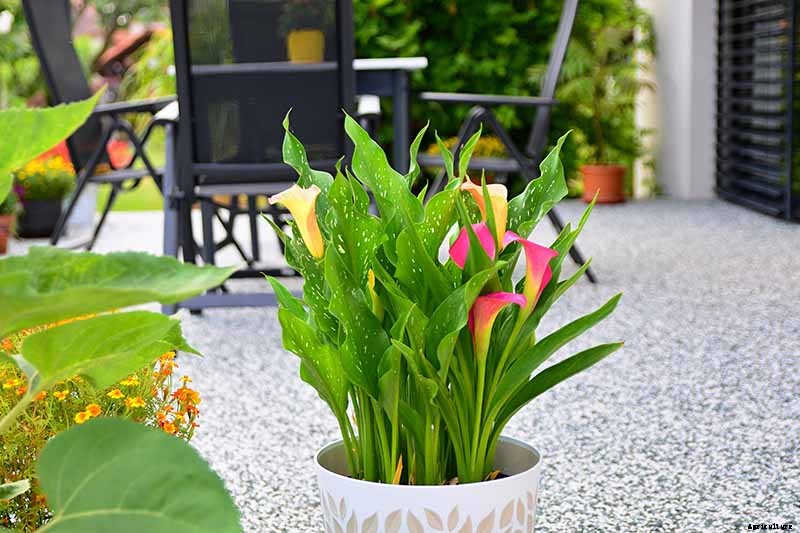 How to Grow Calla Lilies for Easy Sophistication
