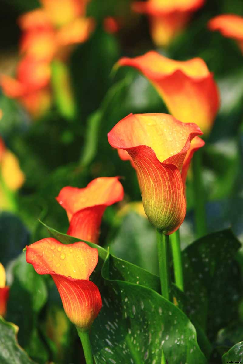 How to Grow Calla Lilies for Easy Sophistication