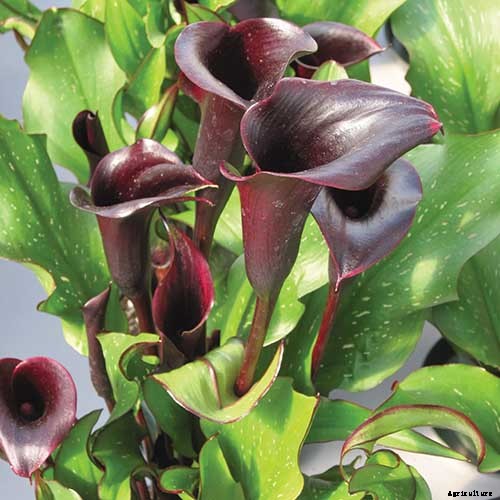 How to Grow Calla Lilies for Easy Sophistication