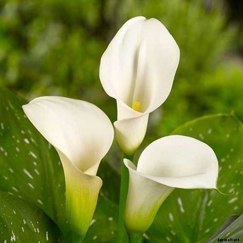 How to Grow Calla Lilies for Easy Sophistication