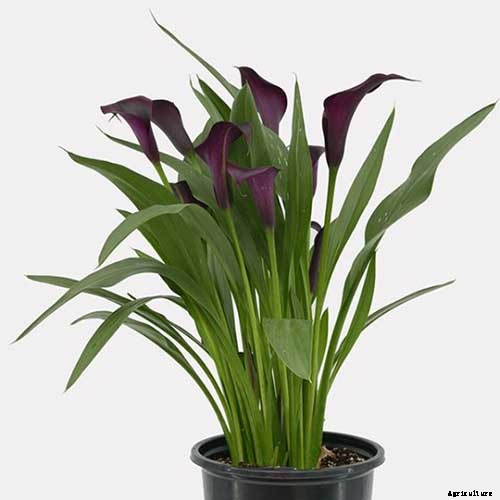 How to Grow Calla Lilies for Easy Sophistication