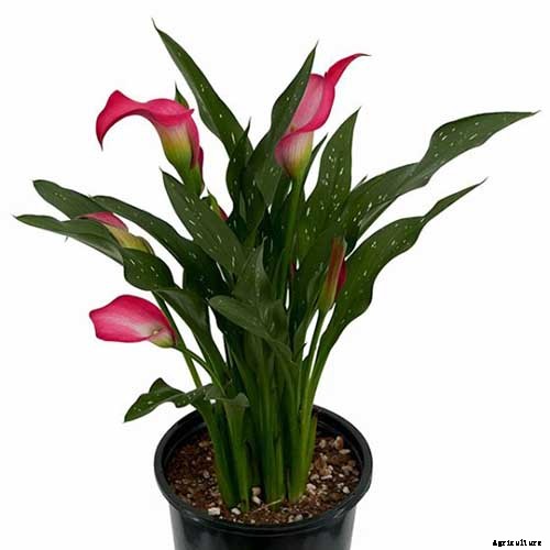 How to Grow Calla Lilies for Easy Sophistication