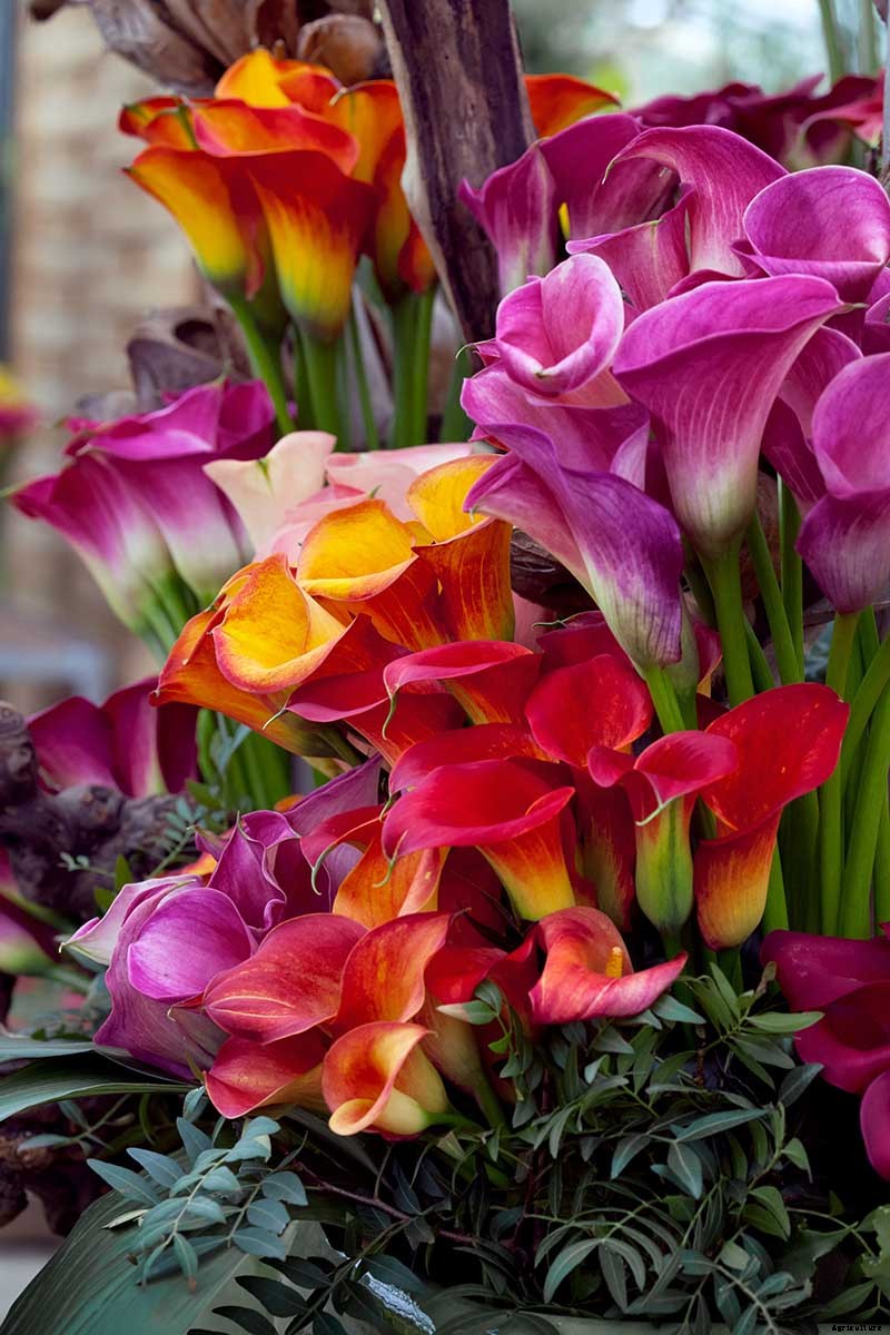 How to Grow Calla Lilies for Easy Sophistication