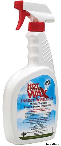 How to Grow Calla Lilies for Easy Sophistication