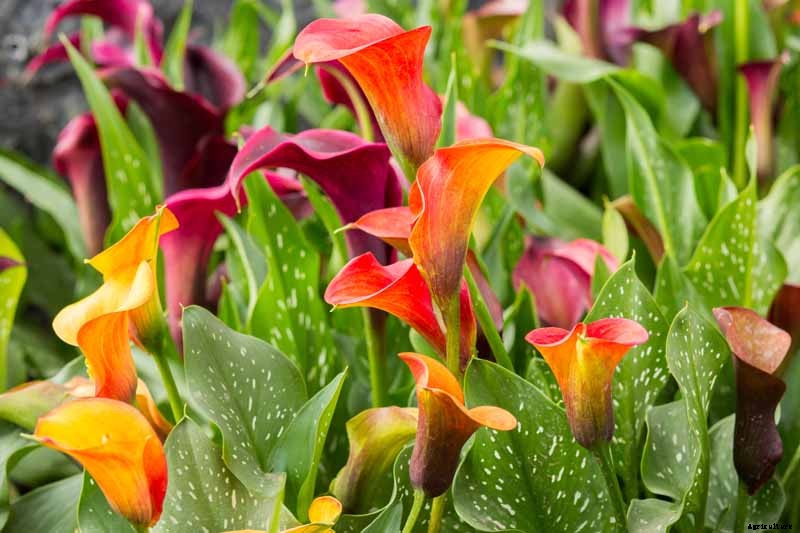 How to Grow Calla Lilies for Easy Sophistication