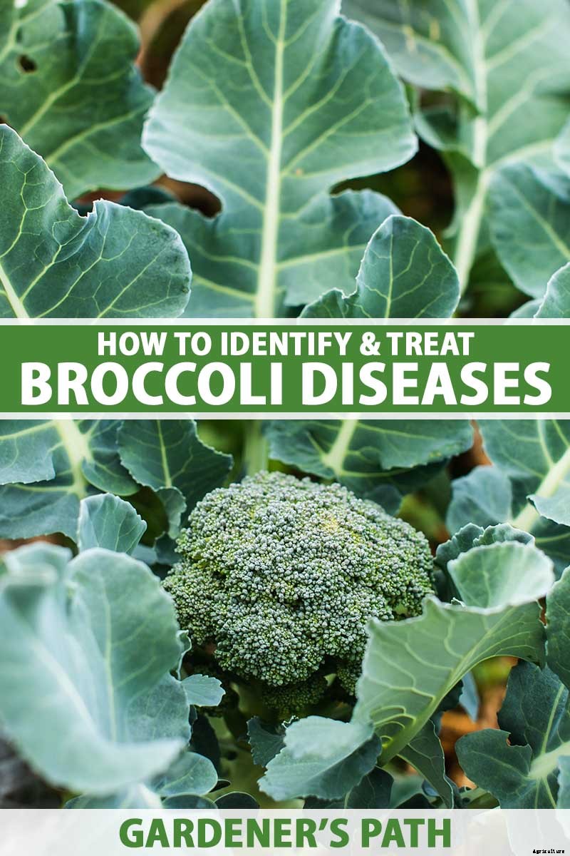 What’s Killing My Broccoli? 13 Common Diseases