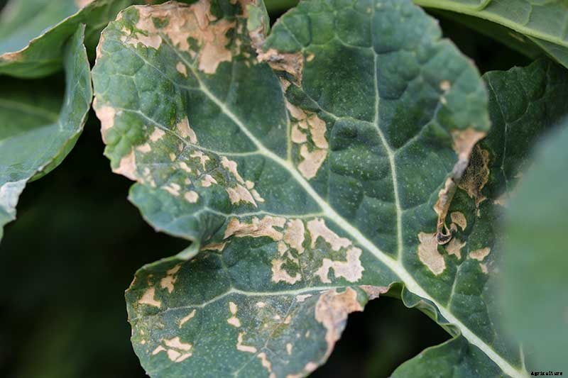 What’s Killing My Broccoli? 13 Common Diseases
