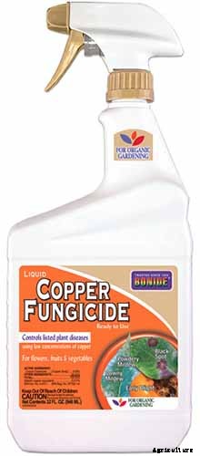 What’s Killing My Broccoli? 13 Common Diseases