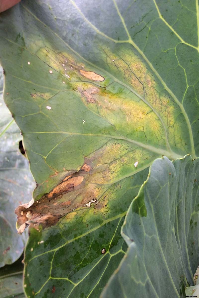 What’s Killing My Broccoli? 13 Common Diseases