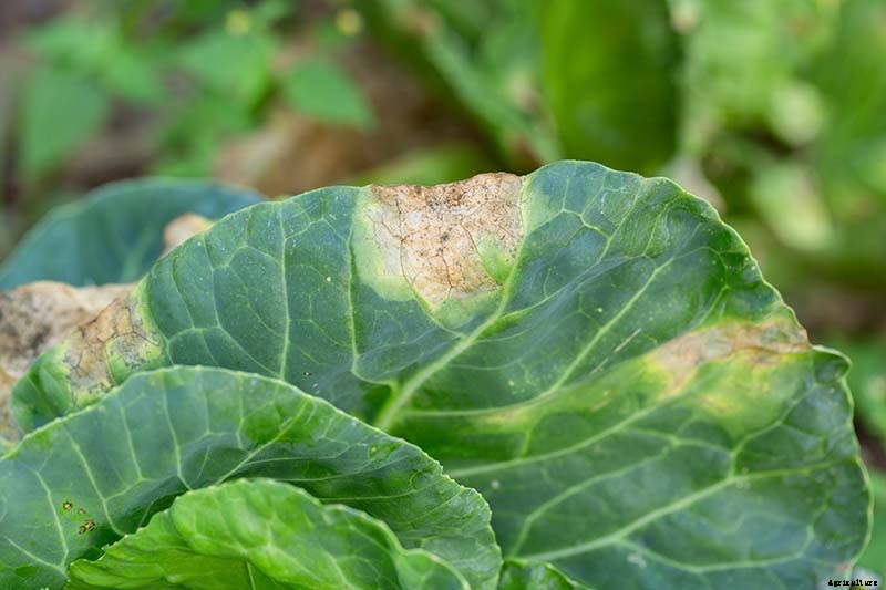What’s Killing My Broccoli? 13 Common Diseases