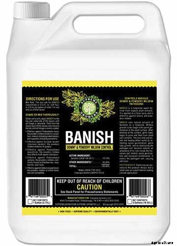 What’s Killing My Broccoli? 13 Common Diseases