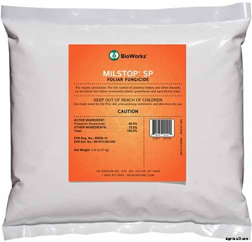 What’s Killing My Broccoli? 13 Common Diseases